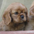 Cuccioli